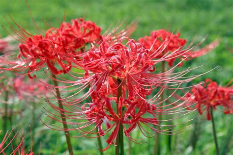 彼岸花|彼岸花（ヒガンバナ）とは ＜花言葉・由来・開花時期などを紹。